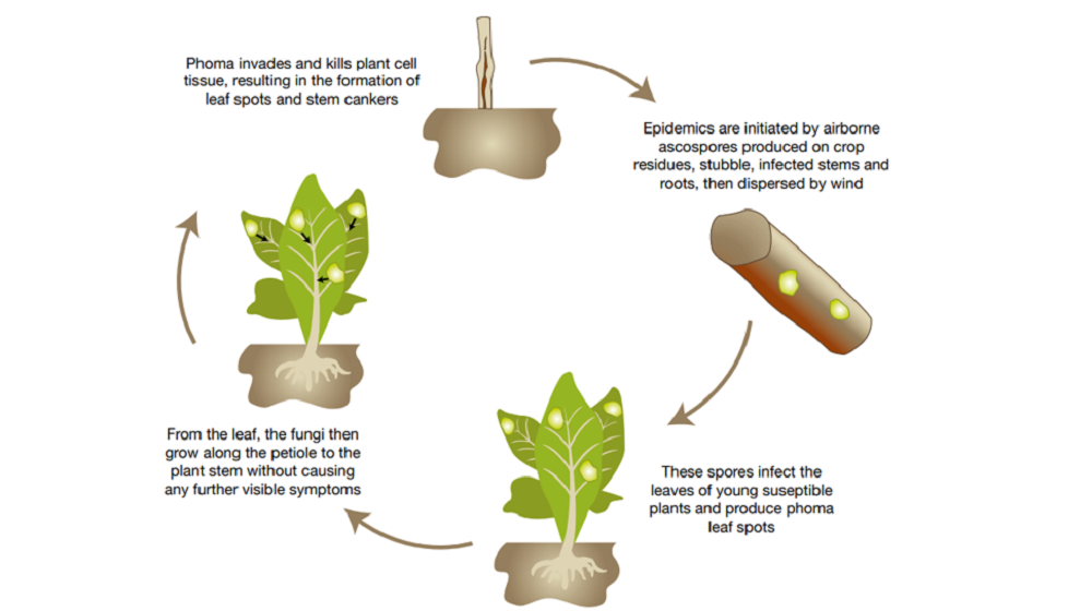 Diagram showing the life cycle of phoma (a disease of brassica crops)